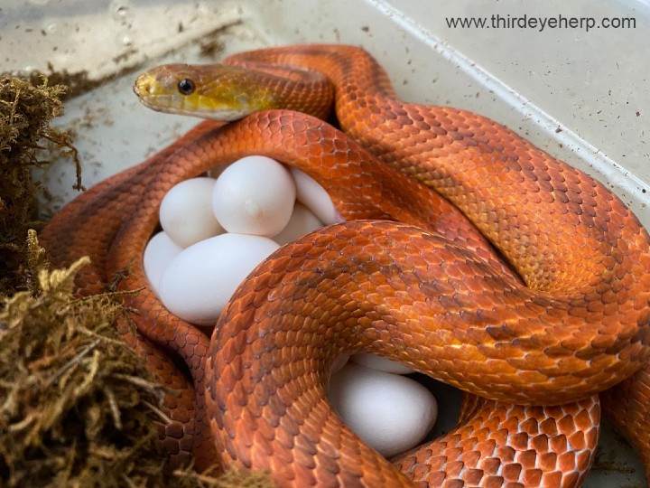 Everglades Rat Snake